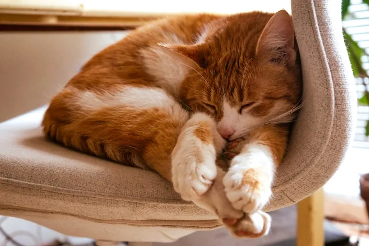 Getigerte Katze, zusammengerollt und schlafend auf einem Sessel