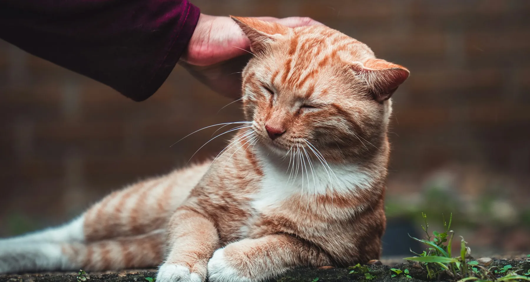 Eine Hand streichelt eine rot getigerte Katze über den Kopf, die Katze hat die Augen zufrieden geschlossen