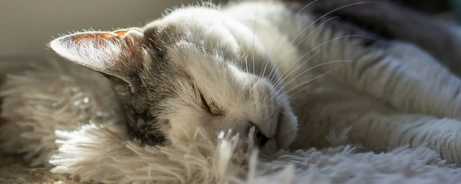 Katze, die entspannt in einem Sonnenstrahl auf einer Decke liegt